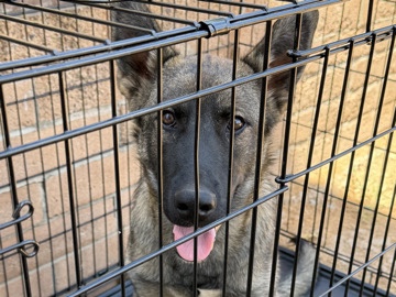German Shepherd – Friendly German Shepherd – 7 Months Old – House Trained – National City
