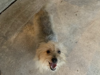 Yorkie Poo - yorki dog available for adoption in San Antonio