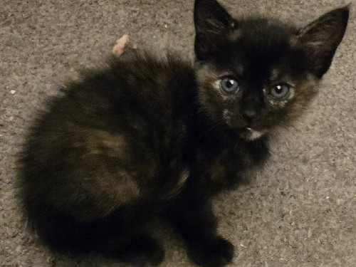 kittens – Wilmington