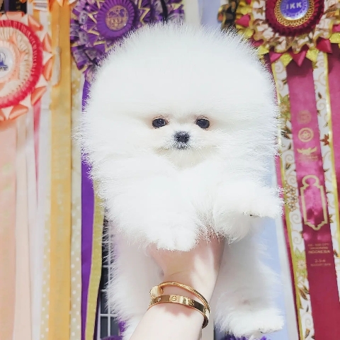 Pomeranian – AKC teacup Pomeranian puppy