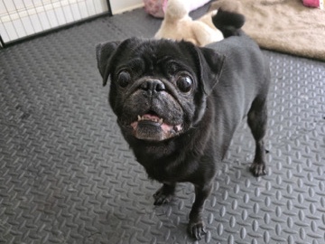 Pug – Sweet Senior Female Pug for Adoption – 11 Years Old – Maywood