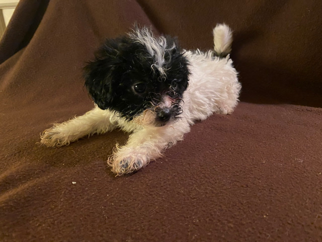 Shih Tzu – Shih-Poo Puppies!