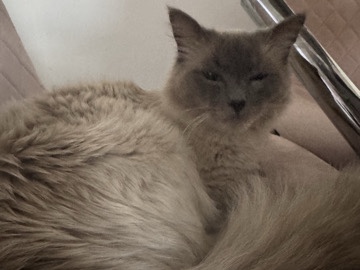 Ragdoll – A beautiful and calm ragdoll cat – Liverpool