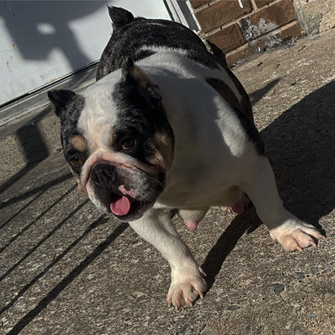 American Bulldog – English bulldog