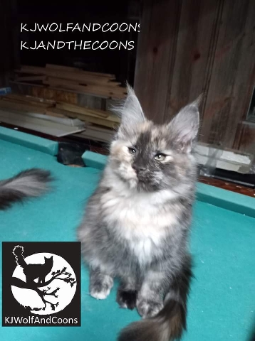 Maine Coon – Purebred Pedigreed Maine **** Kitten