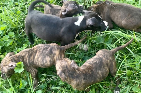 American Pit Bull Terrier – Best Friend