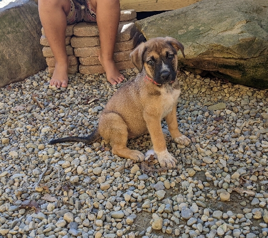 pitbull/German shepherd puppies