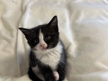Katzen verkaufen – Vienna