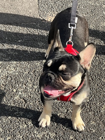 French Bulldog – full kc registers French bull dog