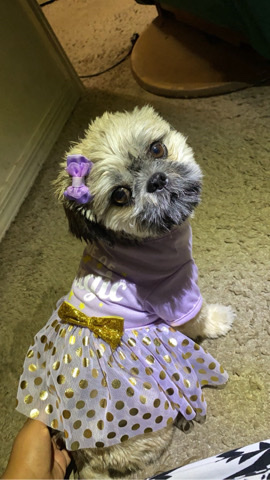 Shih Tzu – Female Shih Tzu Puppy