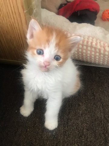 American Curl – kittens