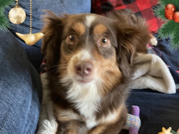Miniature Australian Shepherd – miniature Australian shepherd