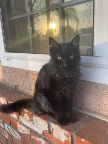 cat needs home