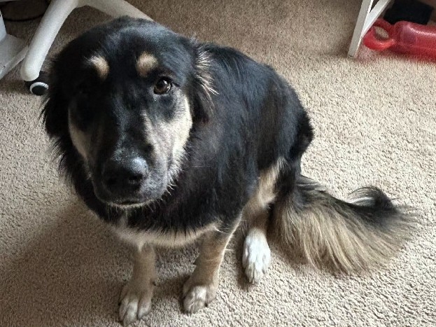German Shepherd – German mix. – Conroe