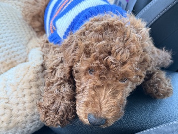Goldendoodle – browny – Los Angeles