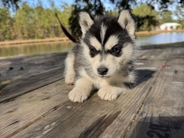 Siberian Husky – SIBERIAN HUSKY
