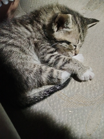 American Curl – needs furrever home