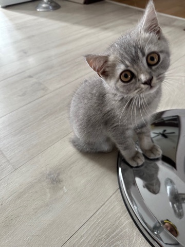 Bkh Katze weibchen