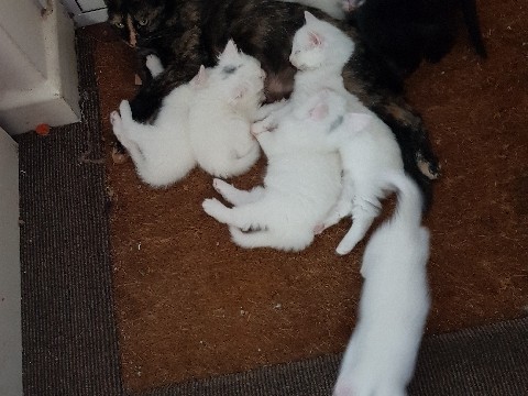 British Longhair – kittens for sale – Feltwell