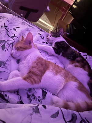 2 cuddly and calm 9month old cats! female and male!