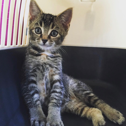 British Shorthair – cat. Tilly