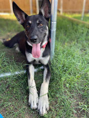 Australian Kelpie – sweet boy needs home