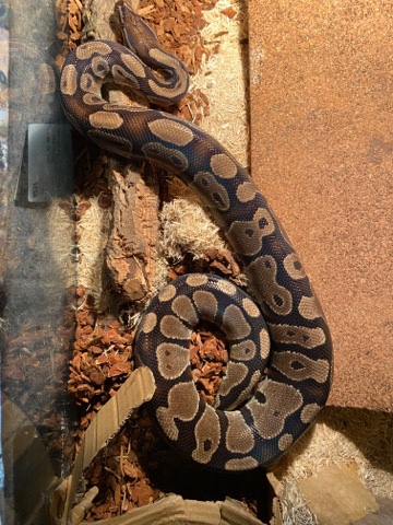 snake – selll snakes
