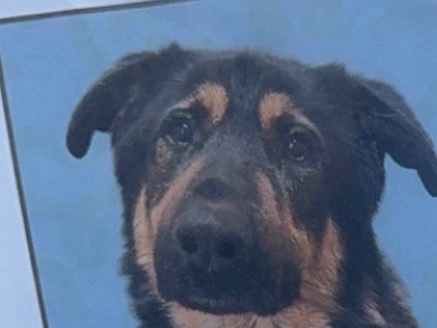 German Shepherd – German shepherd Rottweiler mix – Reno