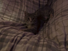 Dwarf cat – dwarf calico – Belton