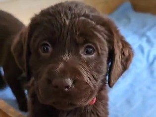 Labrador Retriever – Labrador Welpen