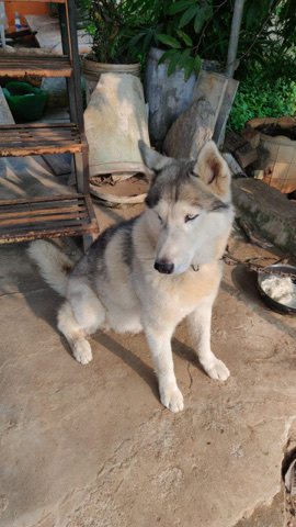 Siberian Husky – my dog is sale