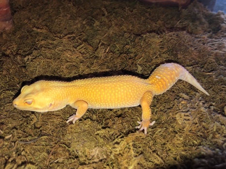 Any – albino sunburst gecko