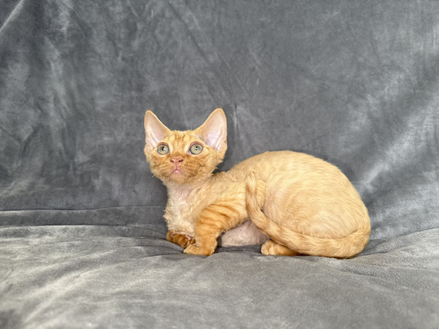 Andy Red Tabby Devon Rex Boy 