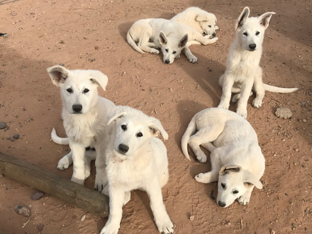Berger Blanc Suisse – Berger Blanc Suisse/ White Swiss Shepherd Puppies