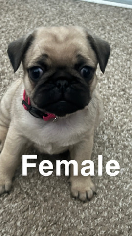 Pug – pug puppy