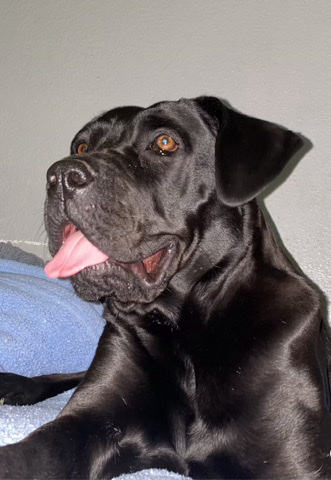 Cane Corso – Please help find her a good home.