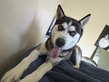 Siberian Husky – for sale – Manchester