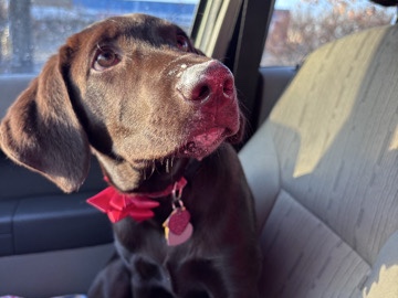 Labrador Retriever – 5 month chocolate lab