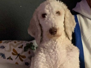 Labradoodle – Beautiful Labradoodle – Fayetteville