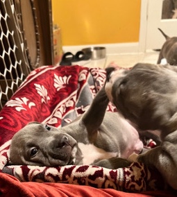 American Pit Bull Terrier – Brindle American Blue Nose Pitbulls