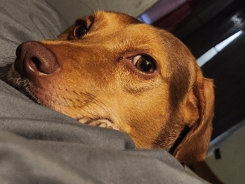 Mixed Breed – Loveable home needed for Romeo – Elloree