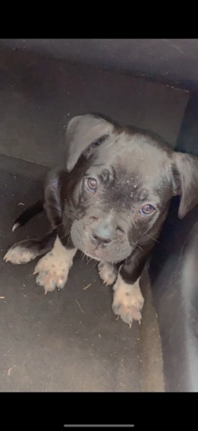 French Bulldog – Luna