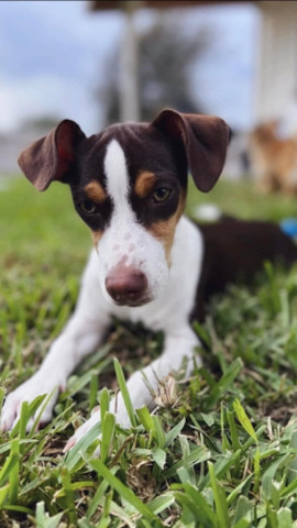 Rat Terrier – Rehoming Donovan