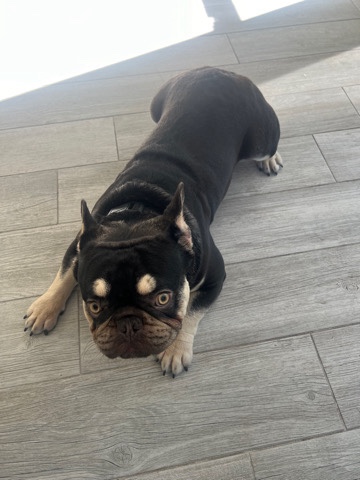 French Bulldog – Sell my dog