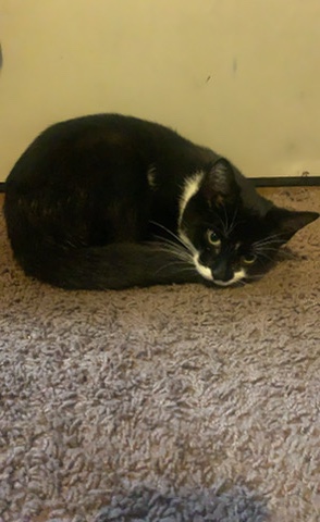 Snowshoe – free kitty