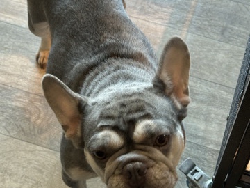 French Bulldog - Rehoming Female Frenchie available for adoption in Las Vegas