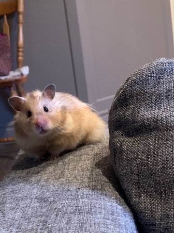 syrian hamster in need of a new home