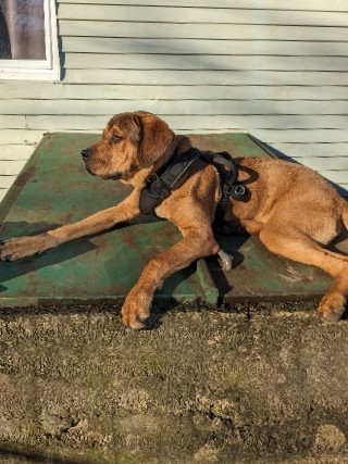 English Mastiff – Almighty