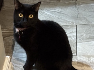 Russian White, Black and Tabby – Black Tabby – Toronto