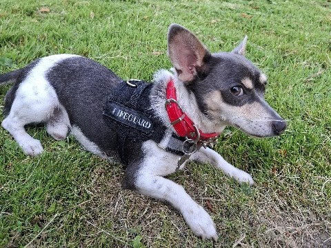 Chihuahua – 3/4CHIHUAHA 1/4 Teckel – Spijkenisse